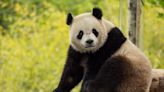 El Zoológico Nacional recibirá dos nuevos pandas antes de fin de año