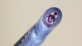 Scientists find ancient, endangered lamprey fish in Queensland, 1400 km north of its previous known range