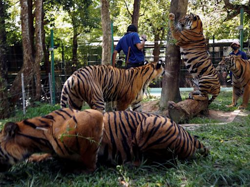 International Tiger Day: What is behind the stunning comeback of Thailand’s tiger population?