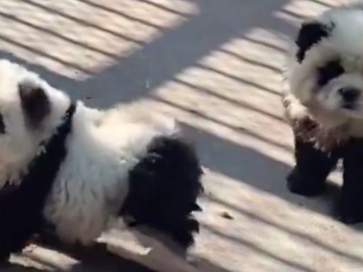 Zoo Infuriates Visitors After Shocking Discovery About ‘Panda’ Exhibit