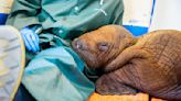 Rescued baby walrus getting "round-the-clock" cuddles dies in Alaska