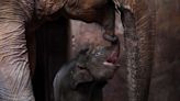 Un éléphant vacciné contre l’herpès au Texas, une première et un vrai espoir pour les éléphanteaux d’Asie