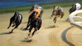 Greyhound Racing NSW CEO steps down after allegations of animal abuse
