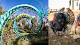 Good Gravy! Flock Of Turkeys Test Ride New Roller Coaster At Indiana Theme Park