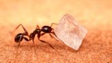 How to Get Rid of Sugar Ants: 5 Steps to Banish These Sugar-Loving Pests From Your Home
