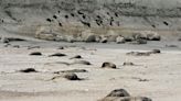 Puerto Madryn: murieron casi 2500 crías de elefantes marinos en las últimas cuatro semanas