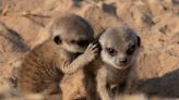 How Meerkats Communicate: Decoding the Sounds of Survival