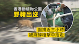 香港動植物公園有野豬闖入 圍捕近三小時擒獲