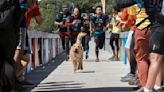 Movie Review: Man and dog and adventure racing in ‘Arthur the King’