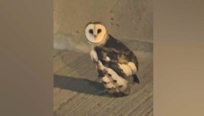Veterinarians share sad update on owl rescued by KTLA meteorologist