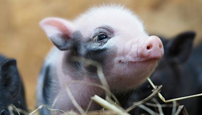 Piglet Begs for Scratches After Seeing Mama Pig Get Premium Treatment