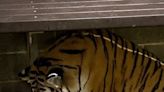 Three Amur tiger cubs born at the Saint Louis Zoo