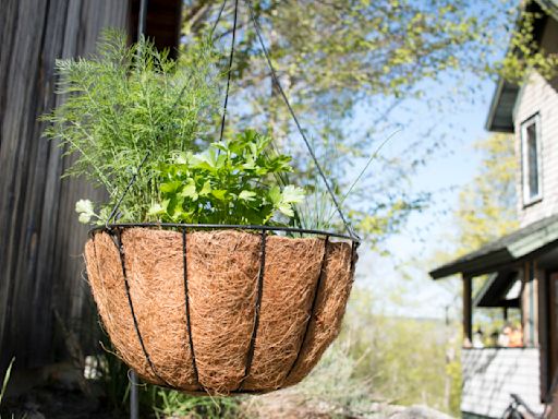 A beginner’s guide to container gardening