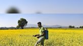 Cancer risk from some pesticides comparable to that due to smoking: Study