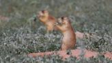 Plague kills swath of prairie dogs in Badlands National Park