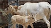 Rare baby addax born at Disney’s Animal Kingdom