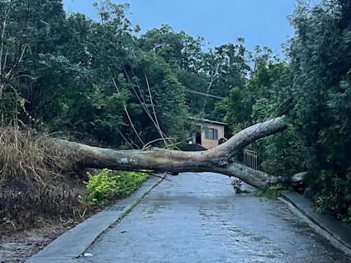 苗栗苑裡雨彈侵襲！大樹倒塌壓斷電桿 33戶停電