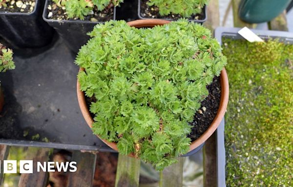 Extinct ‘mountain jewel’ plant returned to wild - in secret location