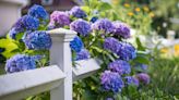 Grow Hydrangeas Like a Master Gardener!