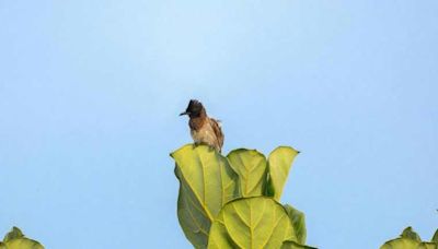 Bulbul picture clicked by actor Mammootty auctioned for Rs 3 lakh