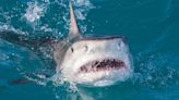 Shark Attacks New Zealand Woman Walking in Knee-Deep Water: 'Recovery Will Be Slow'