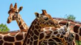 First Father's Day for giraffe duo at Whipsnade Zoo