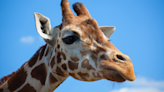 Giraffe at Texas Safari Park Stuns Onlookers After 'Grabbing' Toddler From Car
