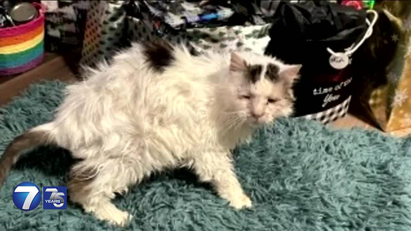 Dozens of cats seized from local animal sanctuary; director facing charges
