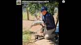 Python’s ‘massive’ belly ignites social media debate in Australia. What did it eat?