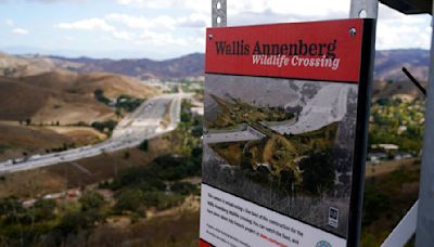 Los Angeles-area wildlife crossing over freeway expected to be ready in 2026