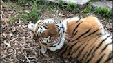 Rare Amur tiger dies in ‘freak accident’ at Colorado zoo