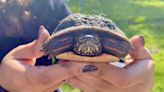 Kane County residents raise money to protect neighborhood turtles