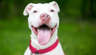 Moment Foster Pit Bull Recognizes Former Mom After 4.5 Years Apart Will Bring Anyone to Tears