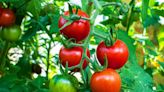 Tomatoes will have a 'better chance of success' when grown in one key spot