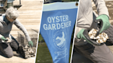 How volunteer oyster gardeners work to restore the Chesapeake Bay