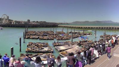 Aumenta la población de leones marinos en el Muelle 39 de San Francisco