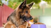 Eukanuba: Has the Dog Food Brand Issued a Recall?