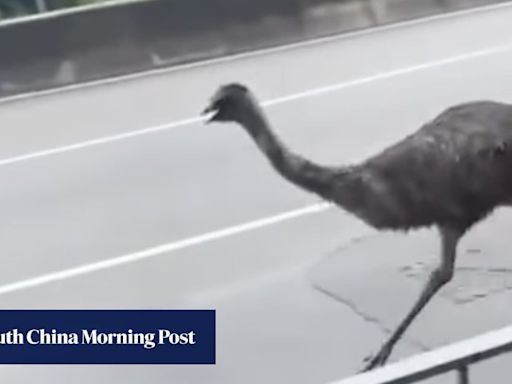 Emu caught by Hong Kong wildlife authorities in car park after 4-hour chase