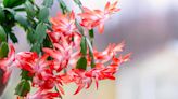 Thanksgiving Cactus vs. Christmas Cactus: Here's How to Tell Them Apart