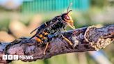 Asian Hornets survive UK winter for first time, DNA testing shows