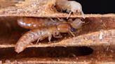 Termites crossed the ocean at least 40 times over the last 50 million years