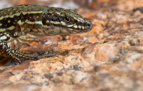 Lizard that Hulks out shows off its superhero genes