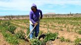 Mujeres dirigen 19% de tierras agropecuarias en México