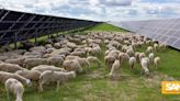 As solar power takes up farmland, solar grazing pairs agriculture with renewables
