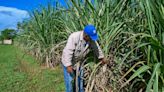 A Cuba, une coopérative sucrière se débat entre coupures d'électricité et pénuries