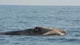 Does this whale look like Mick Jagger? Scientists unveil list of newly named right whales