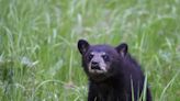 Killing of black bear cub splits town of Tahoe after homeowner shoots dead and claims it advanced on him and dog