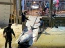 Giant, 888-Pound Tuna Is the Largest Ever Caught off Florida Coast