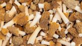 Experts warn of dangers of undercooked morel mushrooms after two deaths