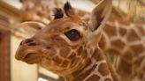 New baby giraffe is ‘vital’ for conservation, Whipsnade Zoo says